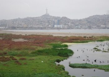 Coquimbo: ¿Preservara el Humedal El Culebrón? Por Octavio Álvarez Campos